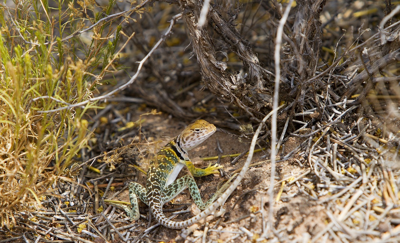 Image - collared lizard reptile portrait