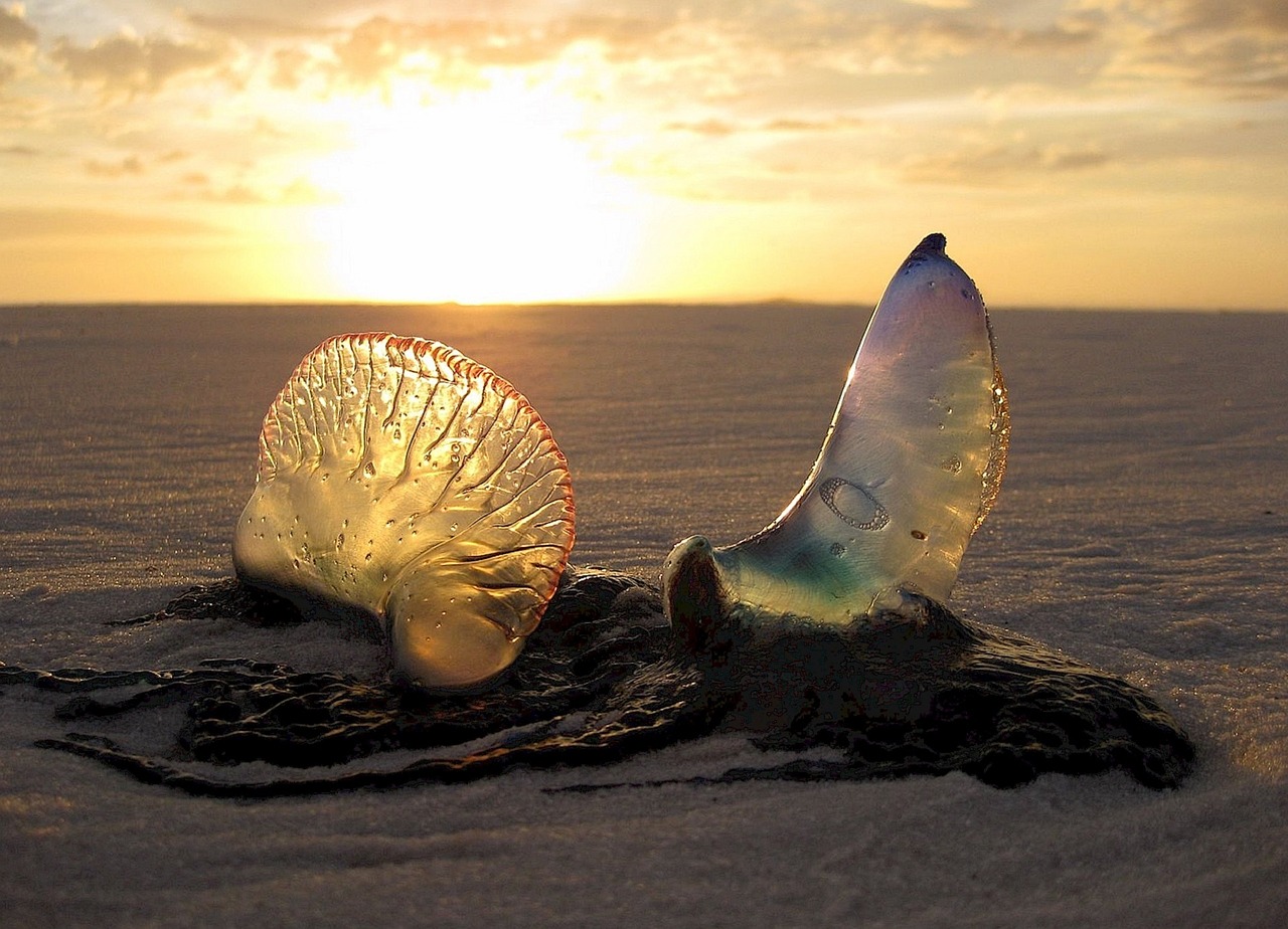 Image - jellyfish beach sunset sand coast