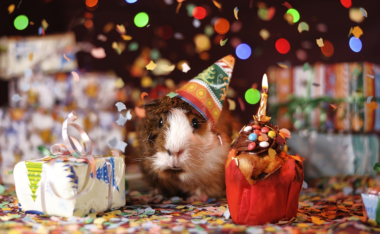 Image - guinea pig happy birthday animal