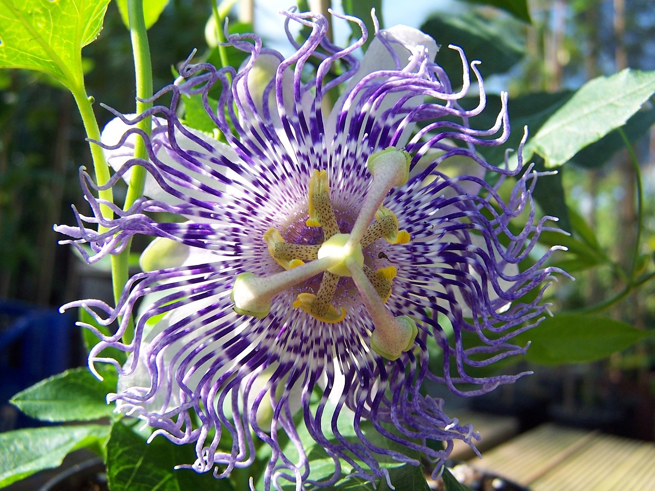 Image - passiflora sugar plum fairy hybrid