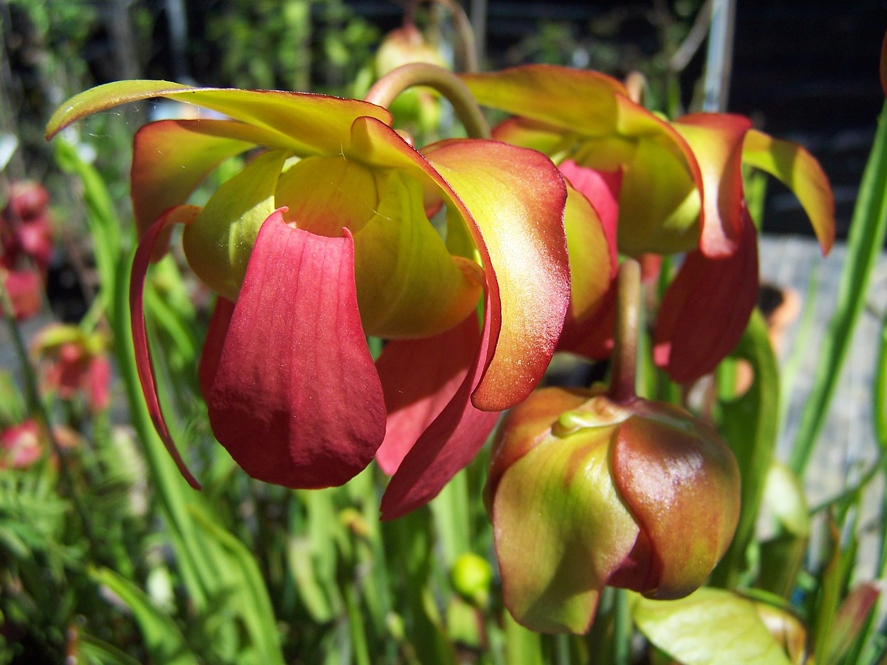 Image - sarracenia hybrid insectivorous