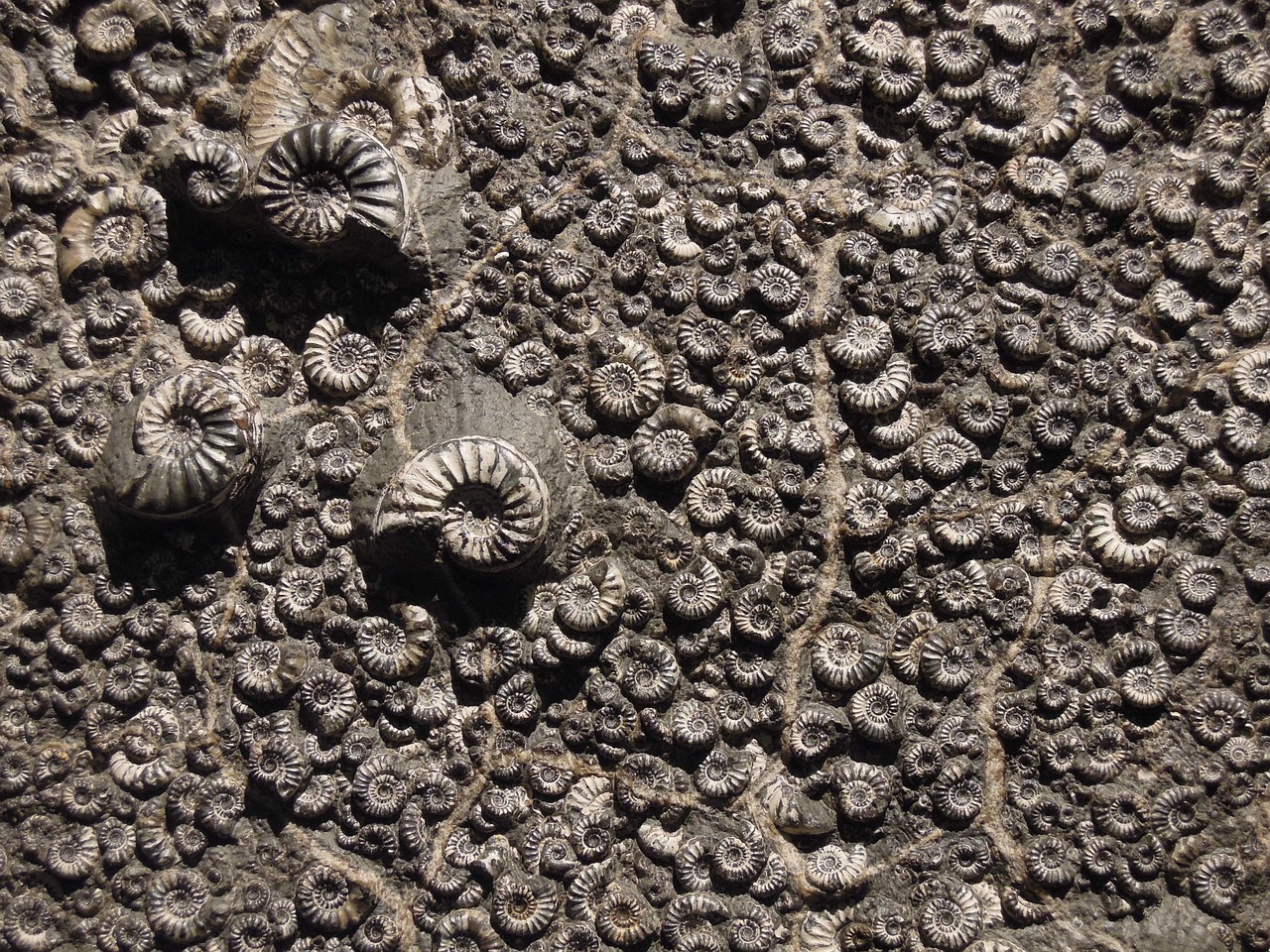 Image - fossil museum ammonite