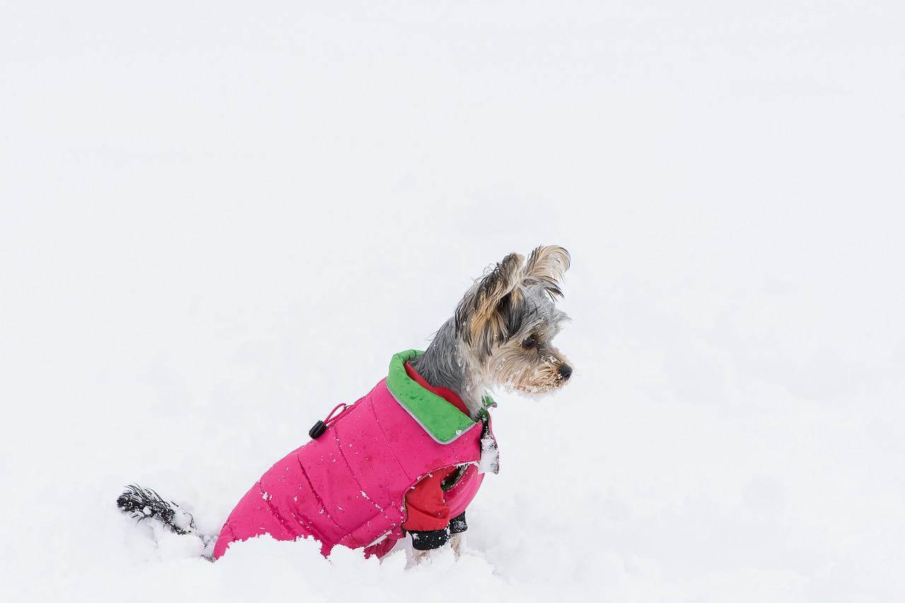 Image - dog small dog yorkshire terrier