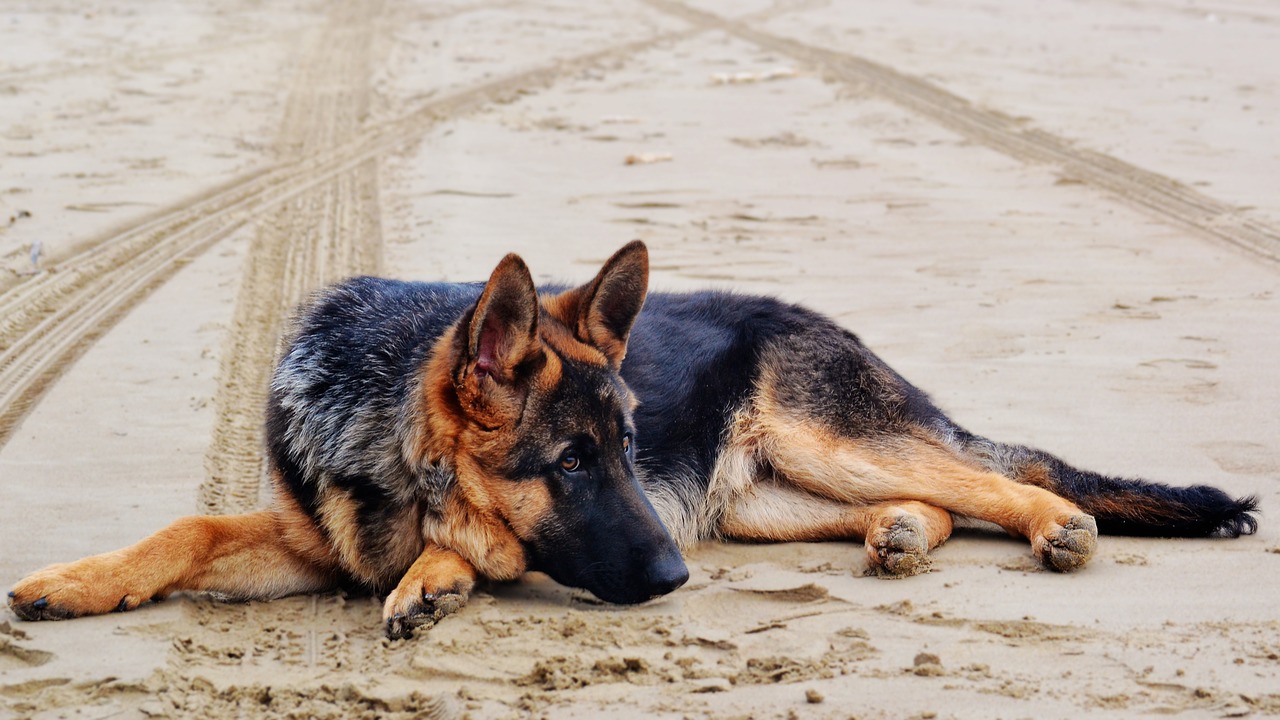 Image - german shepherd dog dog lying down