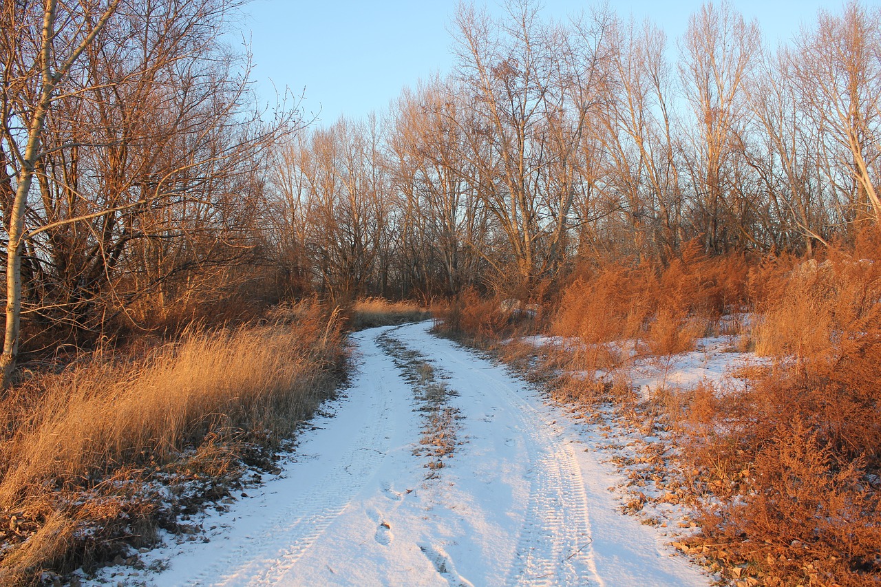 Image - path winter snow tracks nature