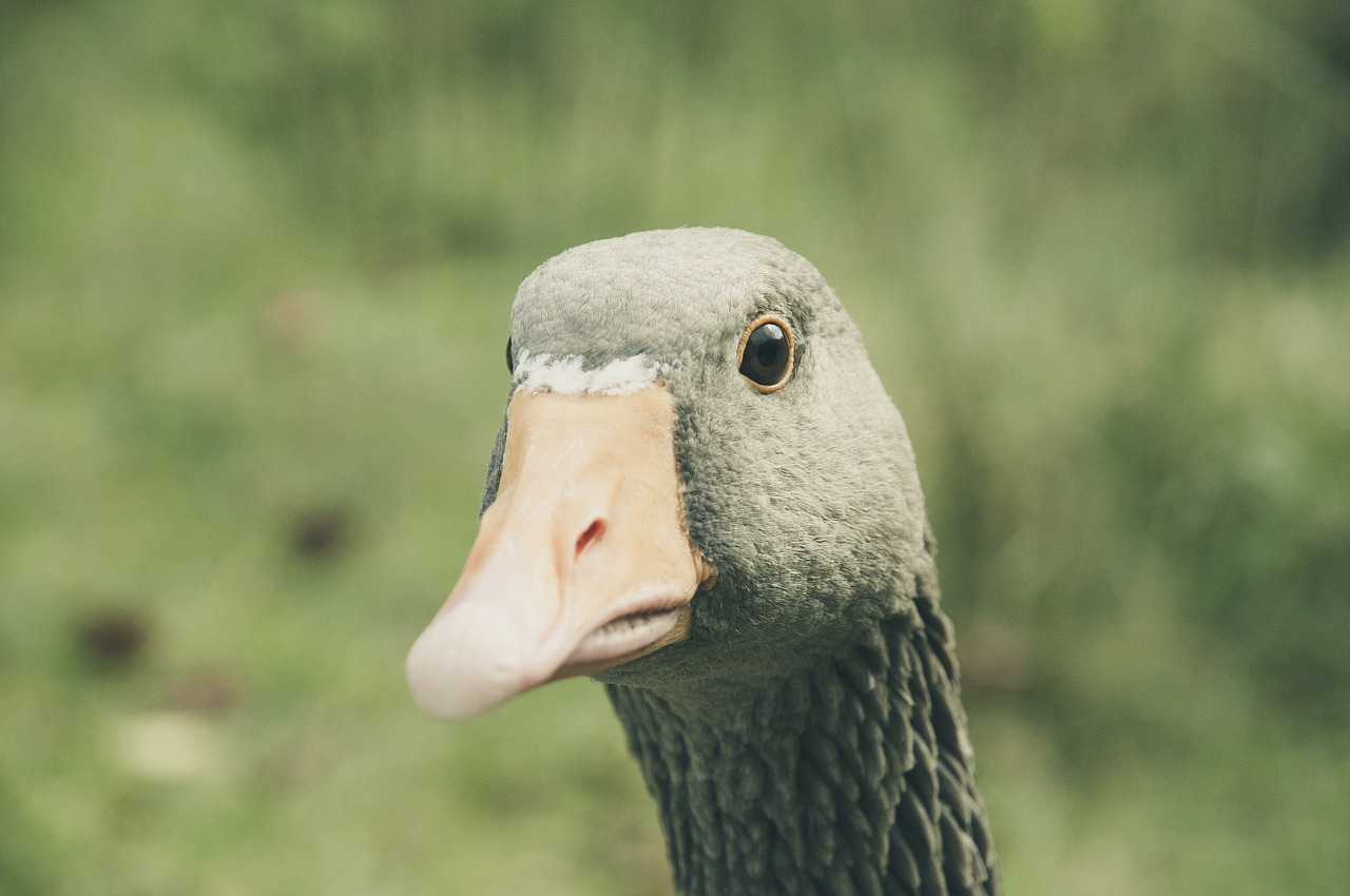 Image - greylag goose bill animal goose