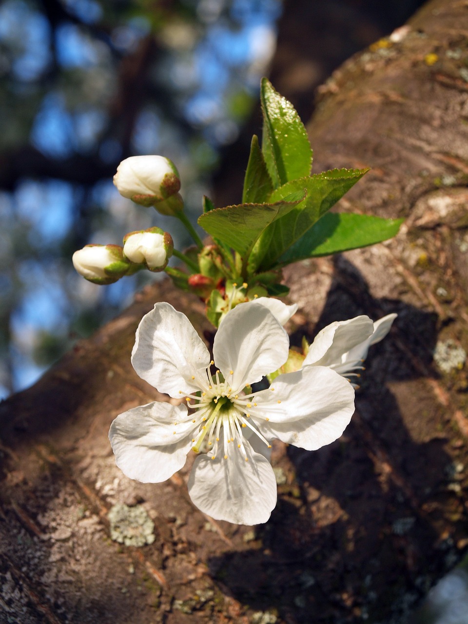 Image - sunshine meggyvirág flower buds