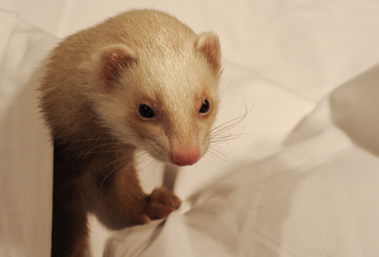 Image - ferret white sheet domestic animal