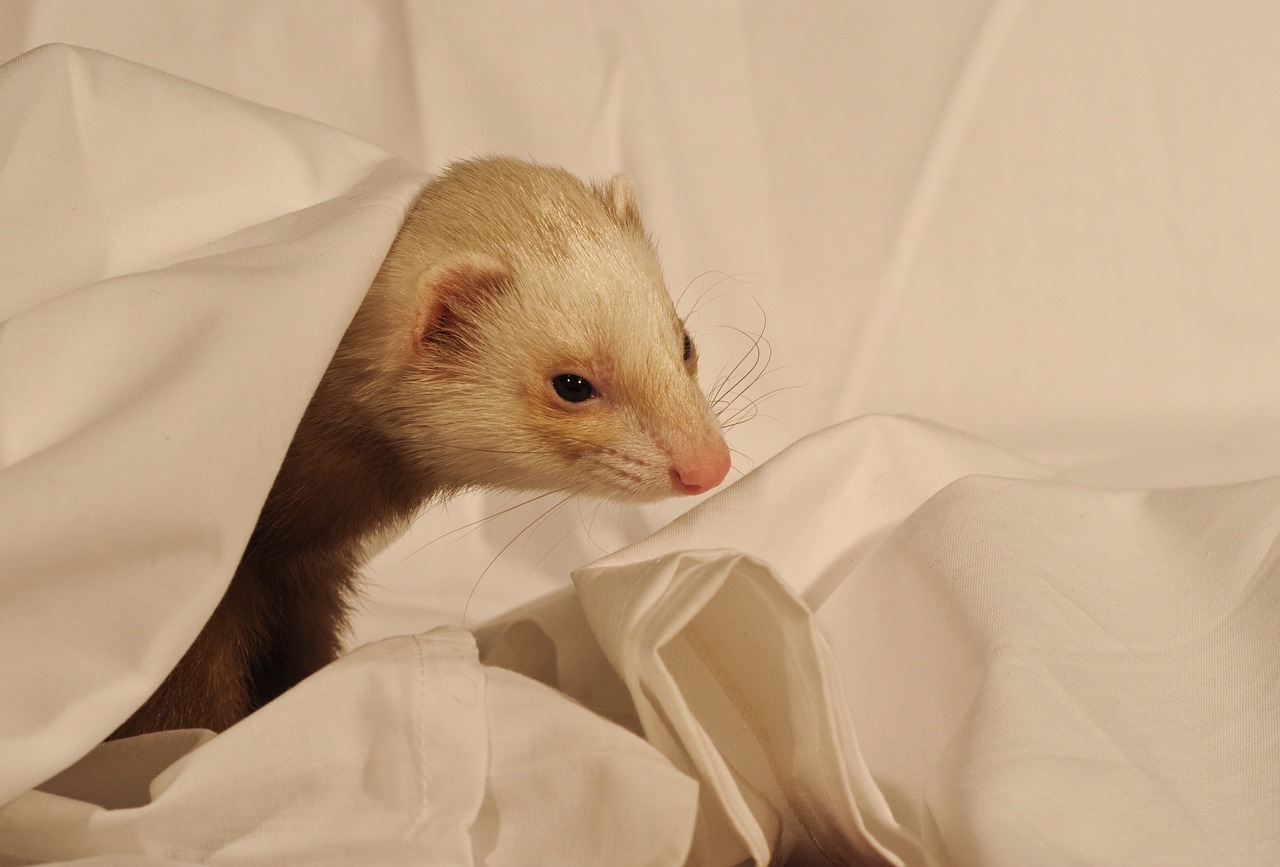 Image - ferret white sheet domestic animal