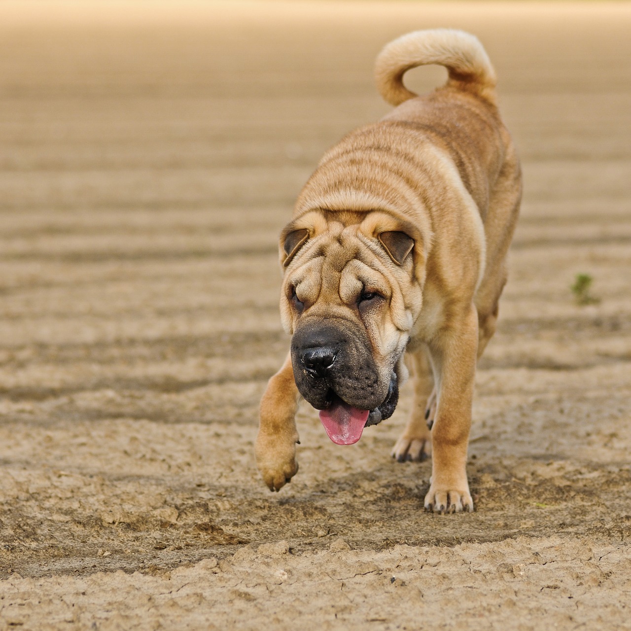 Image - dog sharpei run language animal