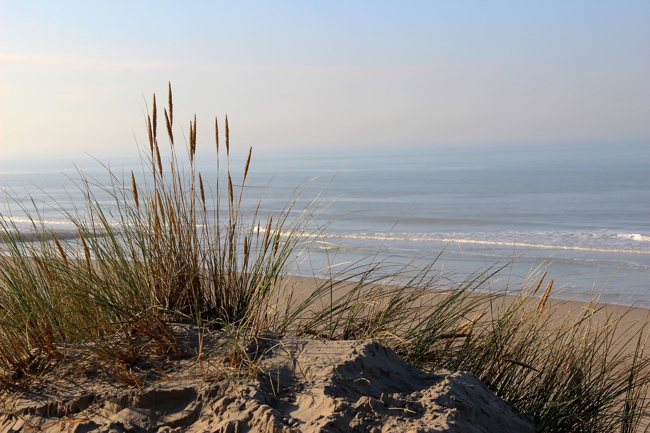 Image - sea grass nature plumes sunset