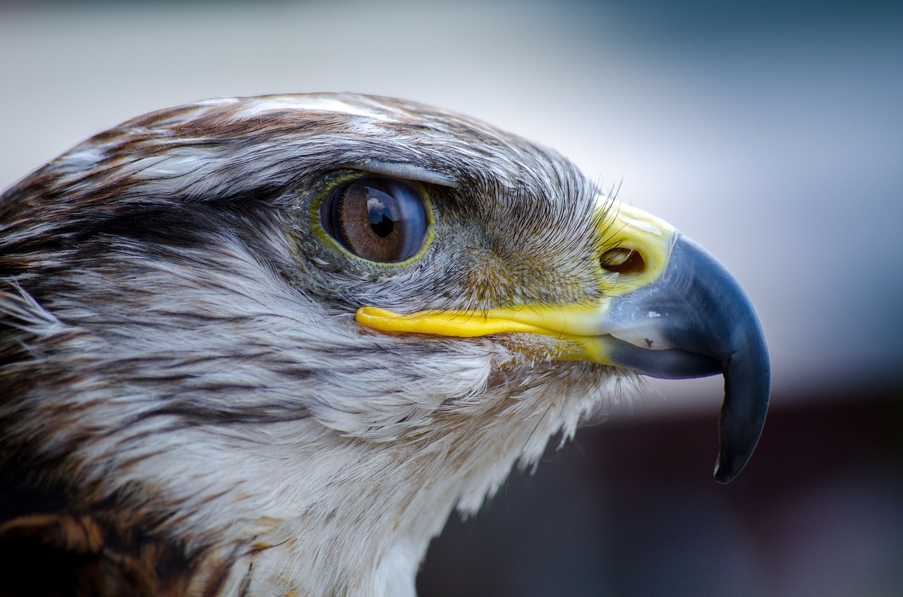 Image - bird falcon nature beak predator