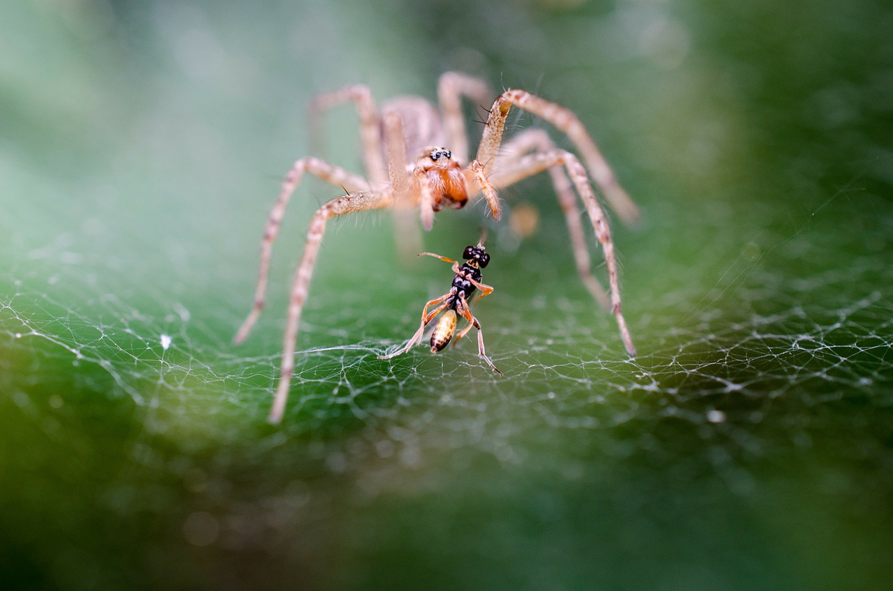 Image - spider macro fight