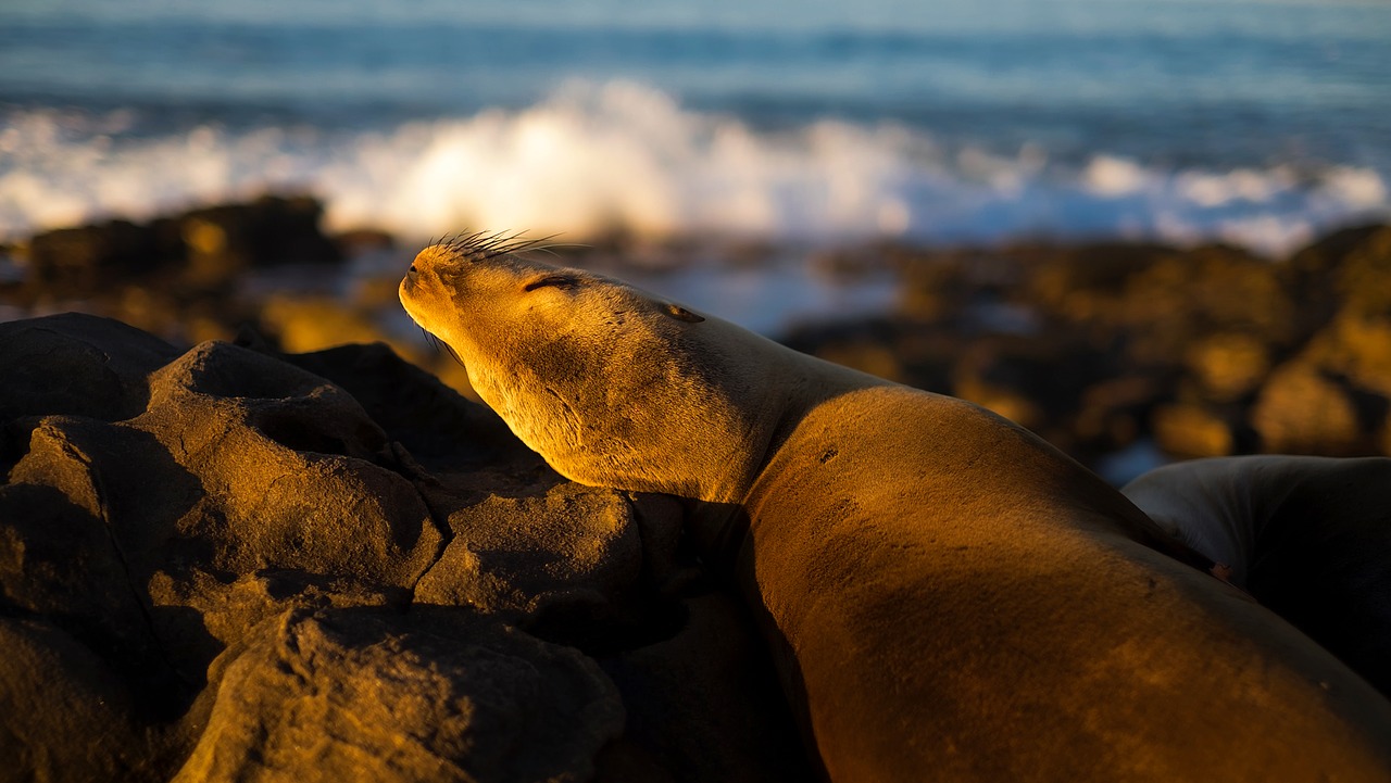 Image - seal wildlife resting sleeping