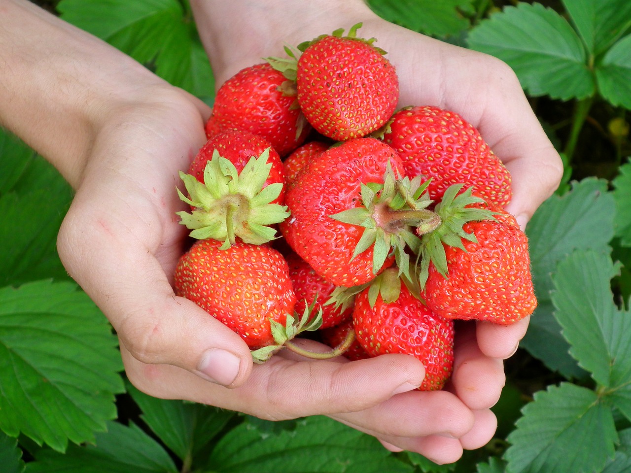 Image - berry strawberry hands leaves red