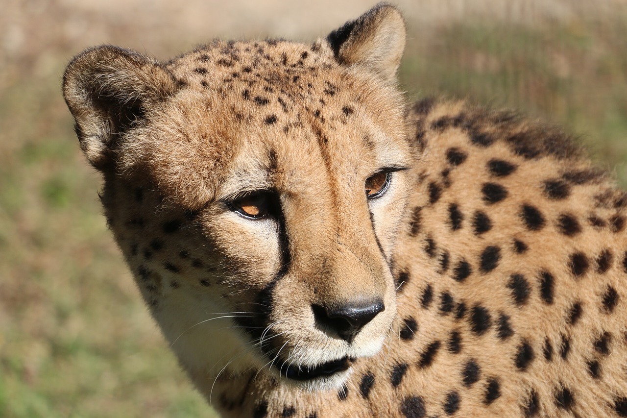 Image - cheetah zoo adventure world