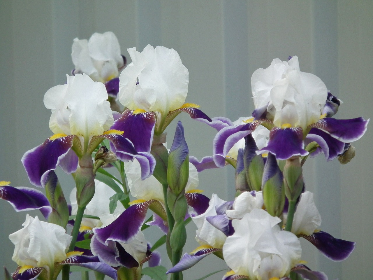 Image - flowers iris flower white purple