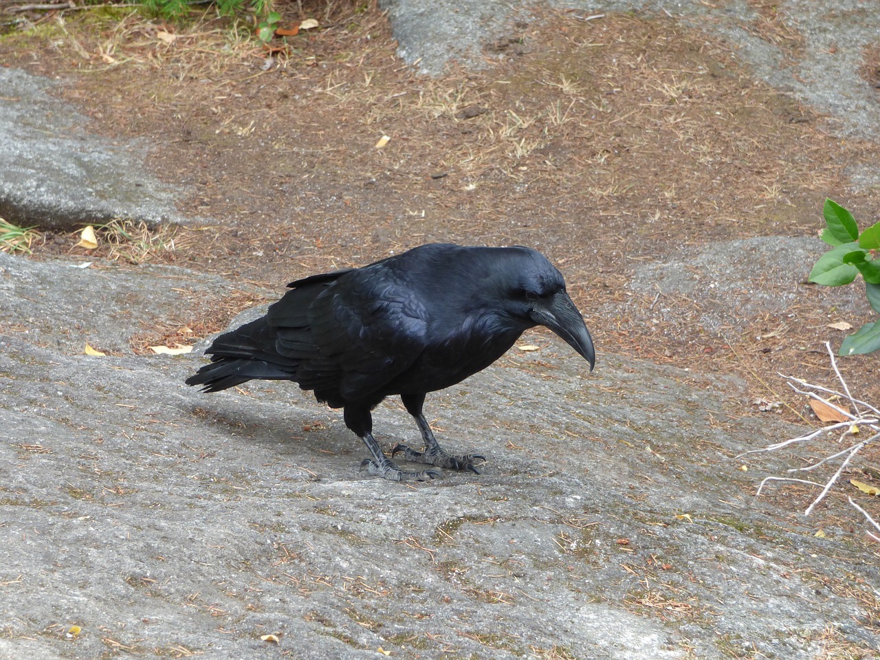 Image - raven bird rock nature black