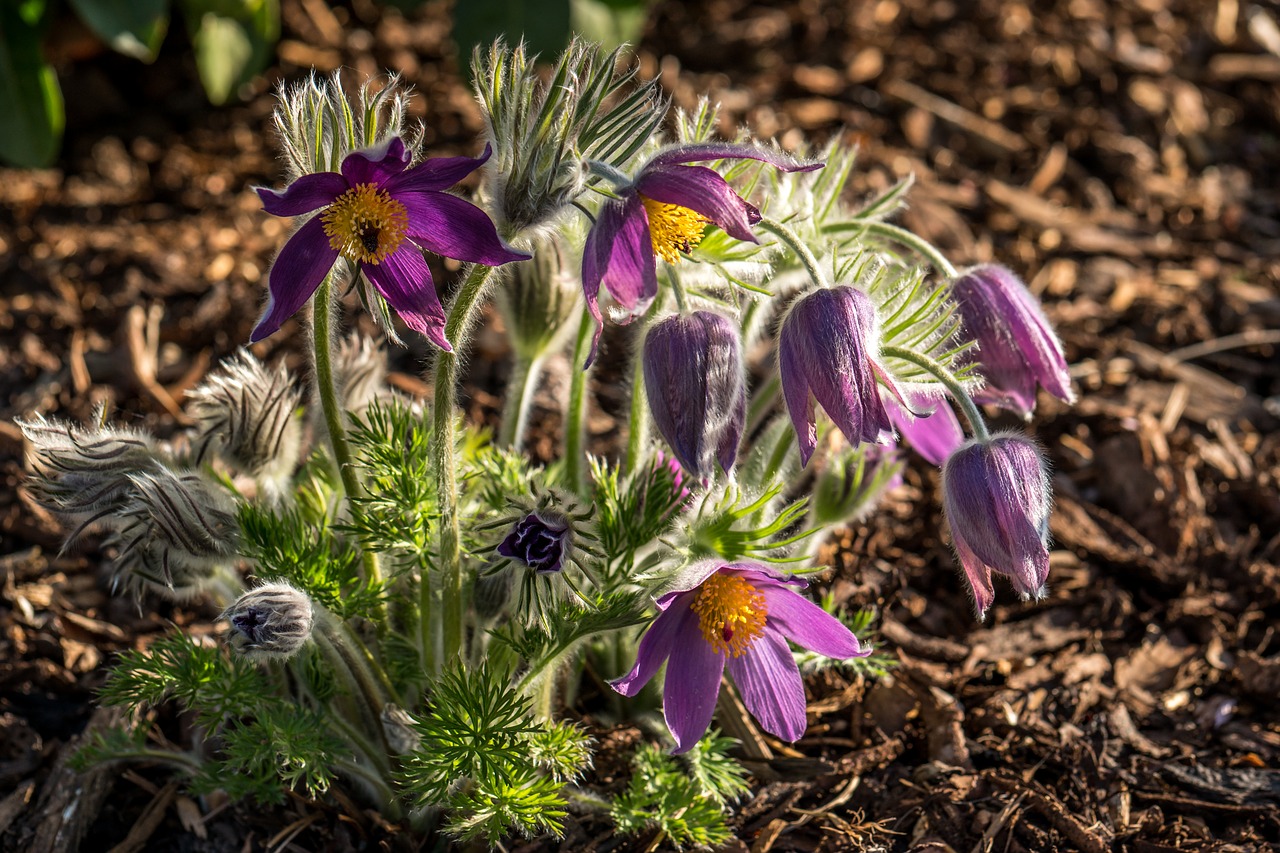 Image - flower pasqueflower