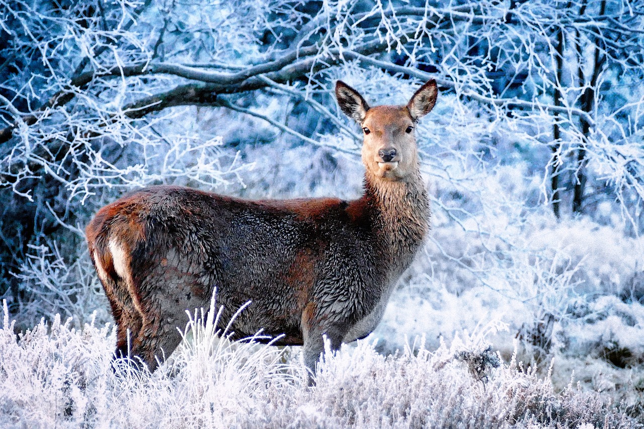 Image - deer winter frost forest