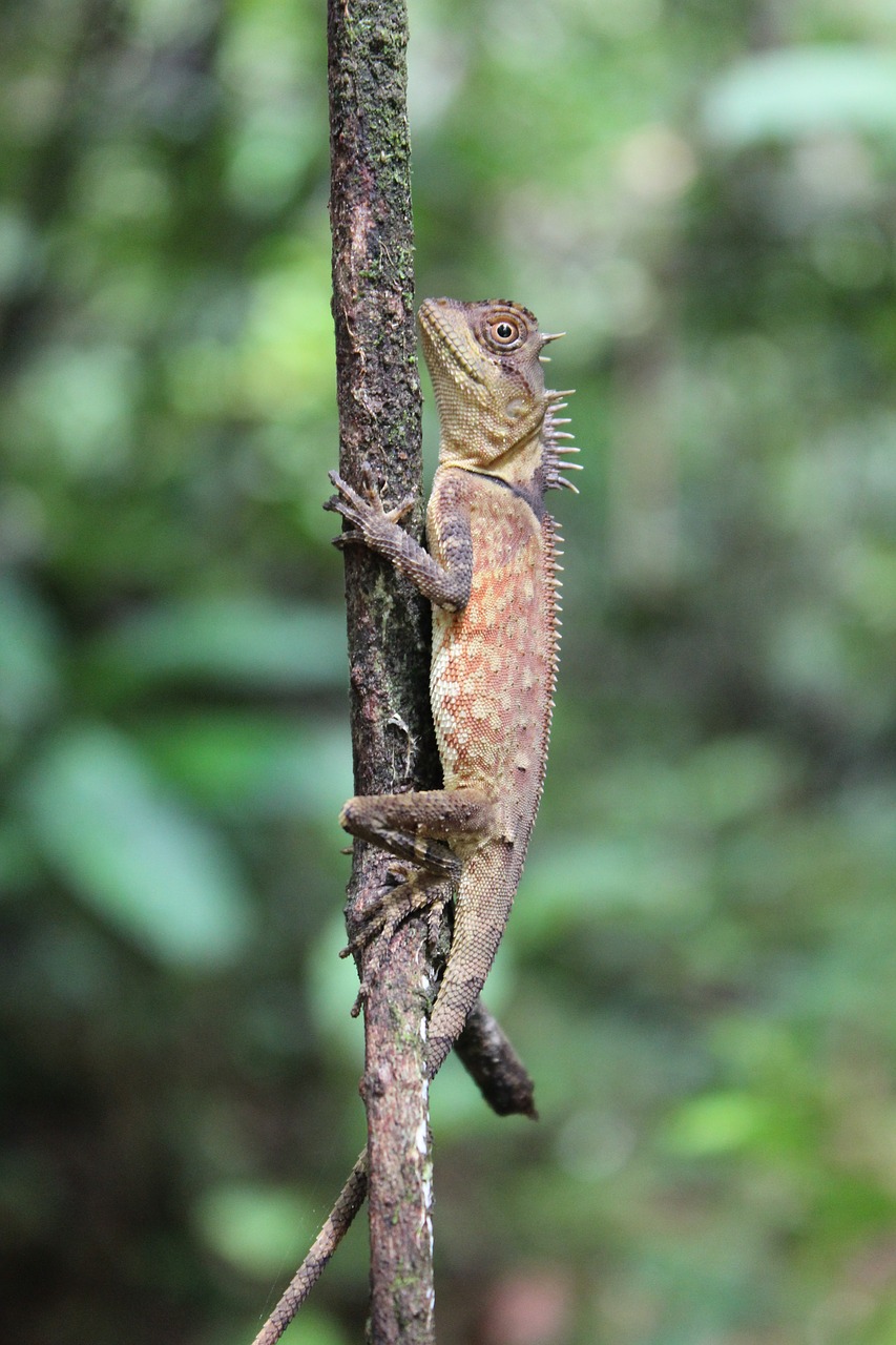 Image - chameleon jungle nature travel