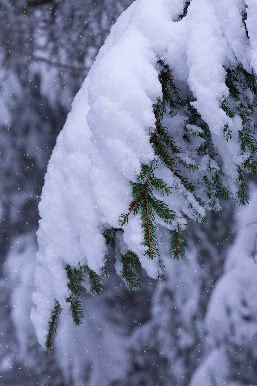 Image - winter branches conifers snow