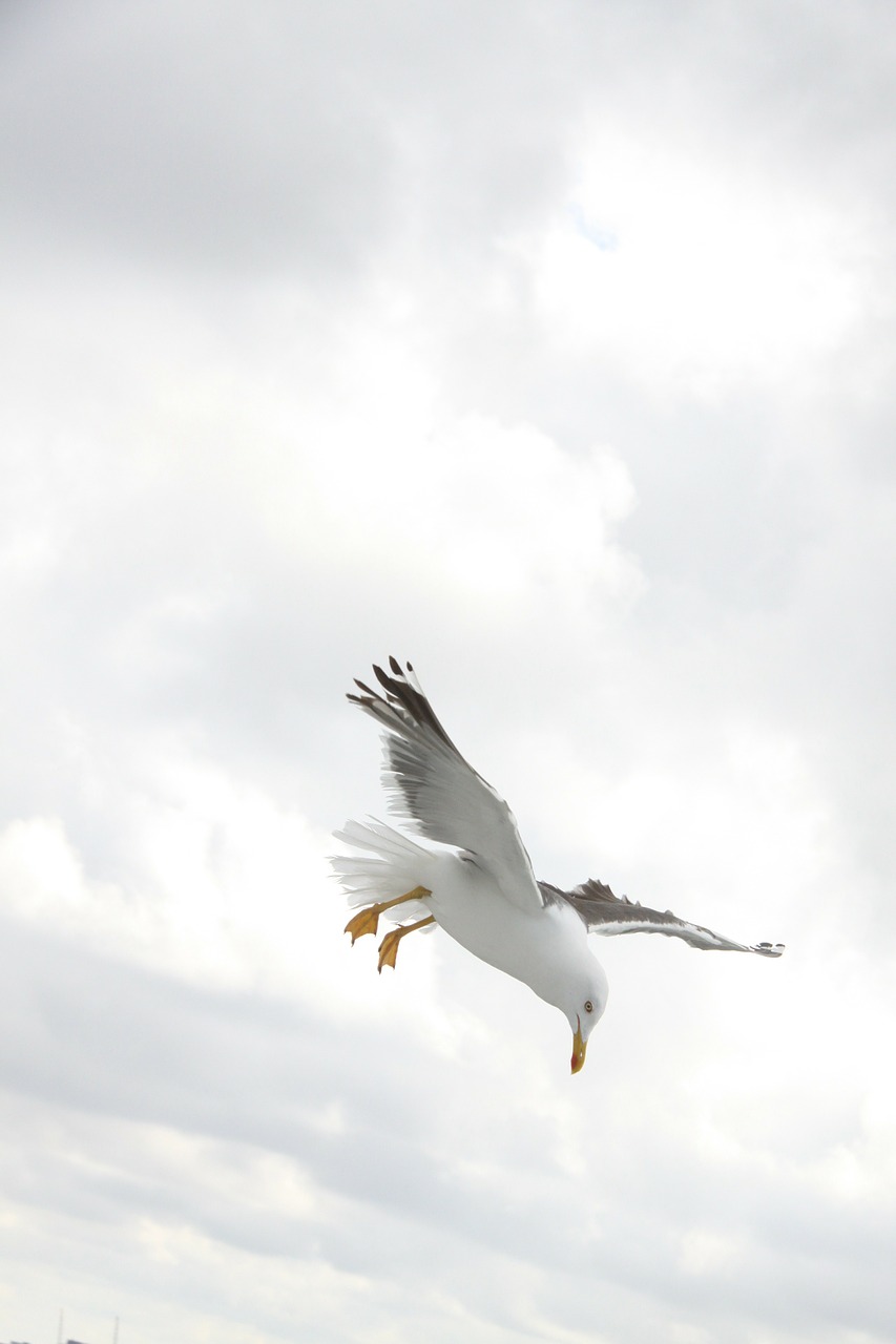 Image - seagull bird wings fly nature