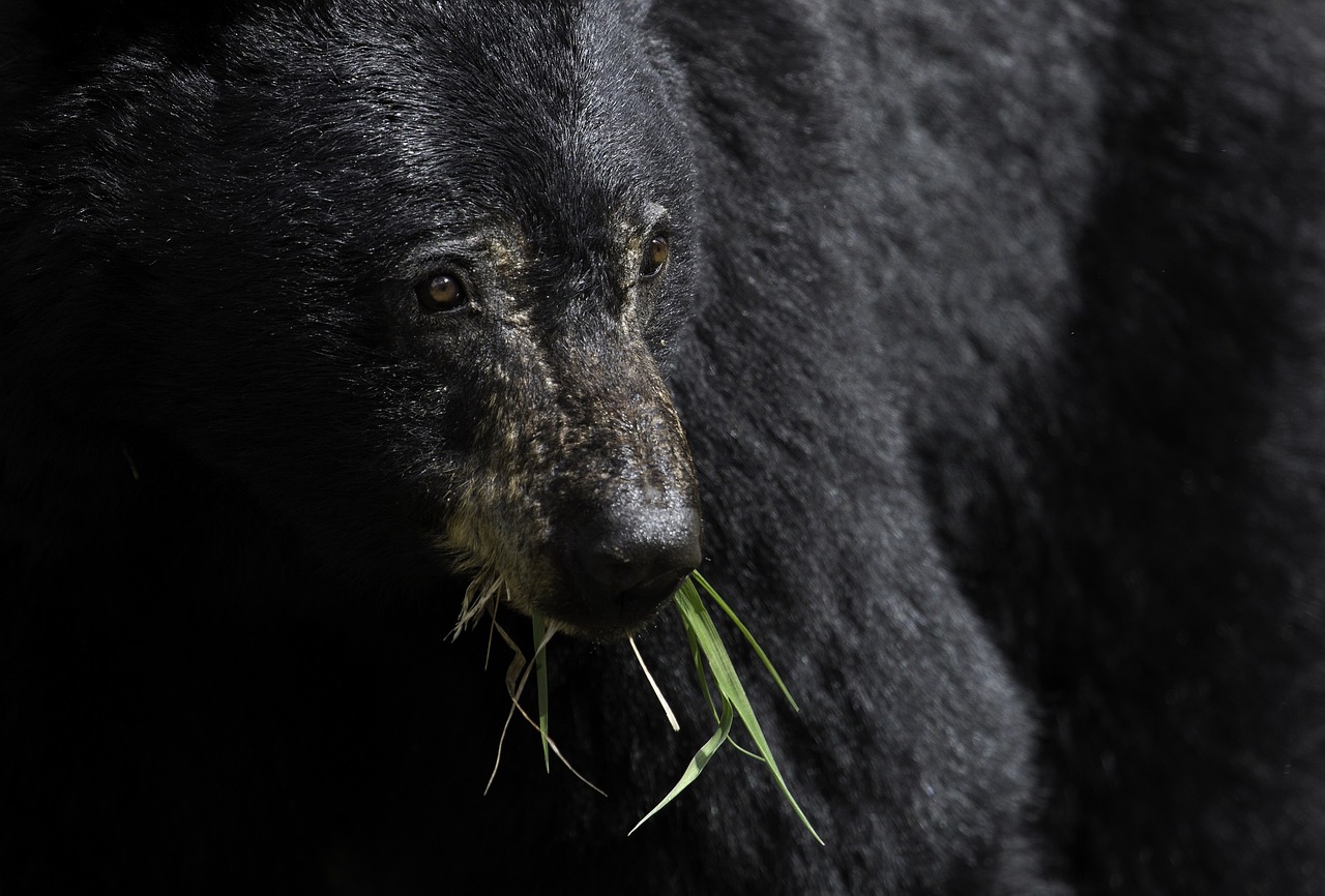 Image - black bear eating wildlife nature