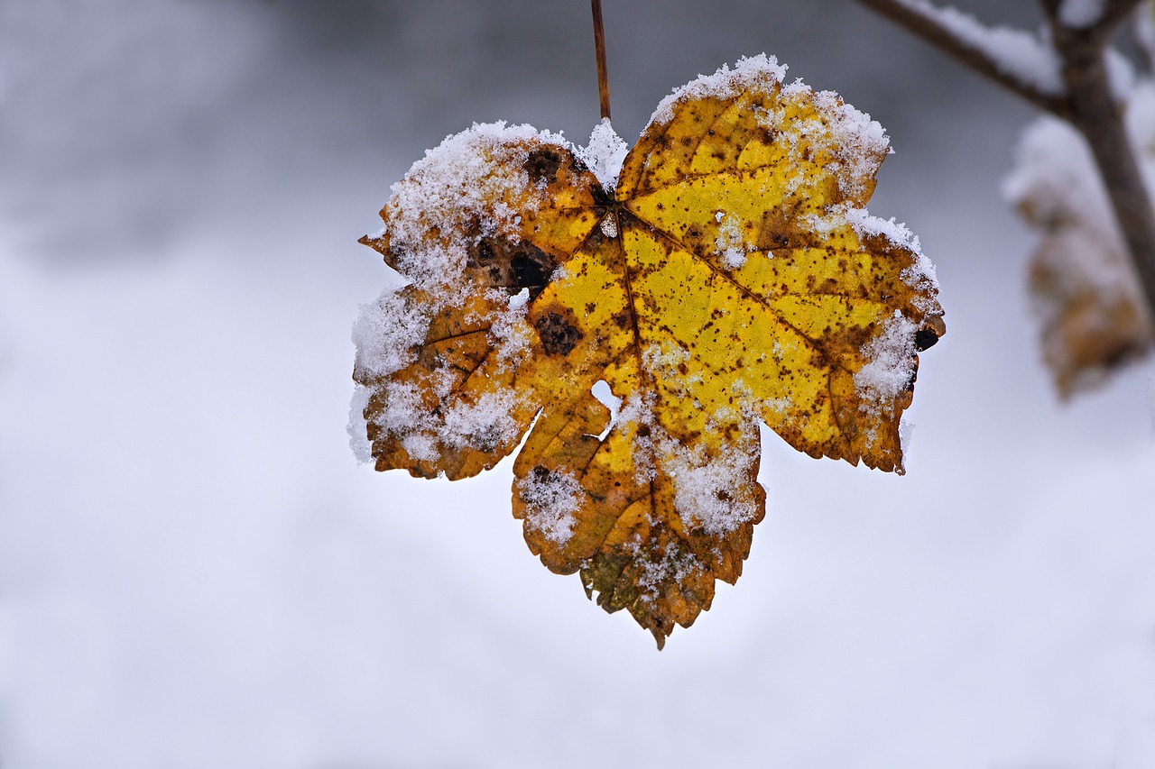 Image - winter leaves leaf brown yellow