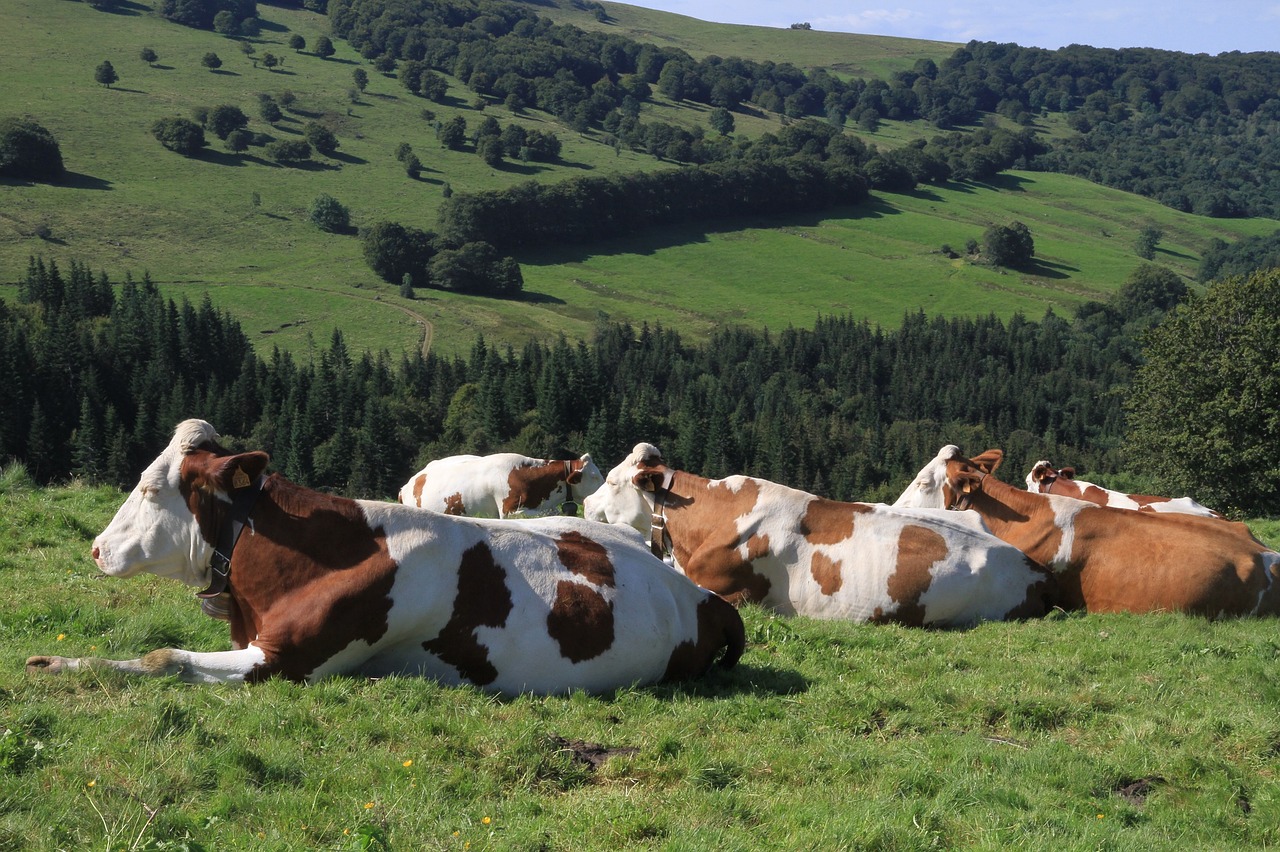 Image - cows farm agriculture livestock
