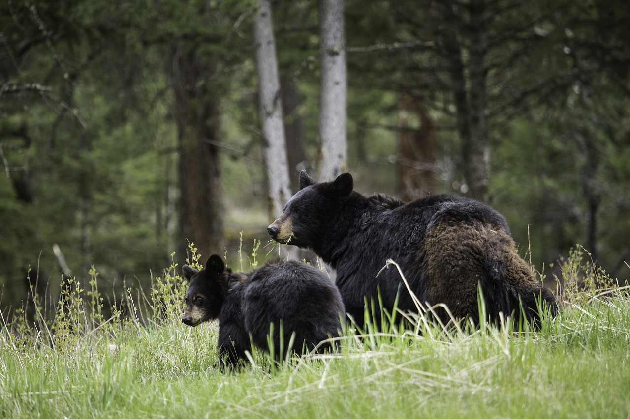 Image - black bears walking wildlife nature