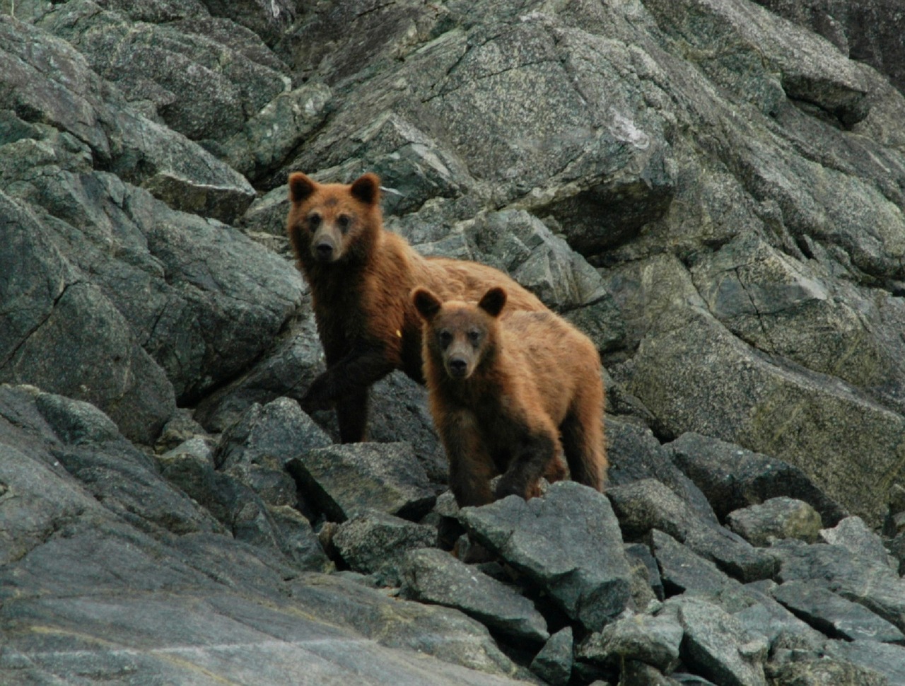 Image - brown bears coastal portrait