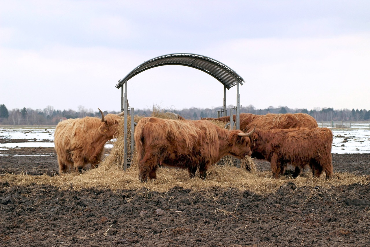 Image - cattle hay manger field landscape