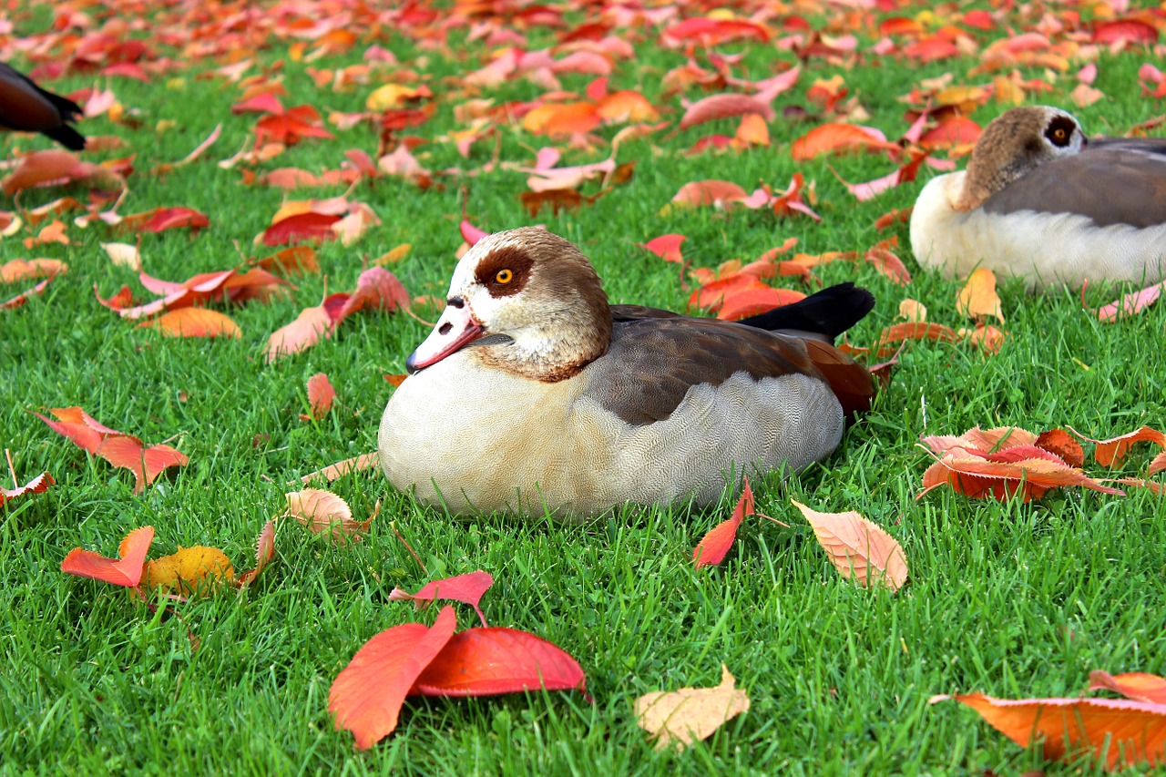 Image - nilgans duck water bird