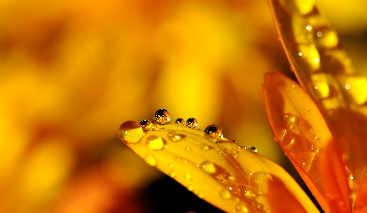Image - drip drop of water raindrop