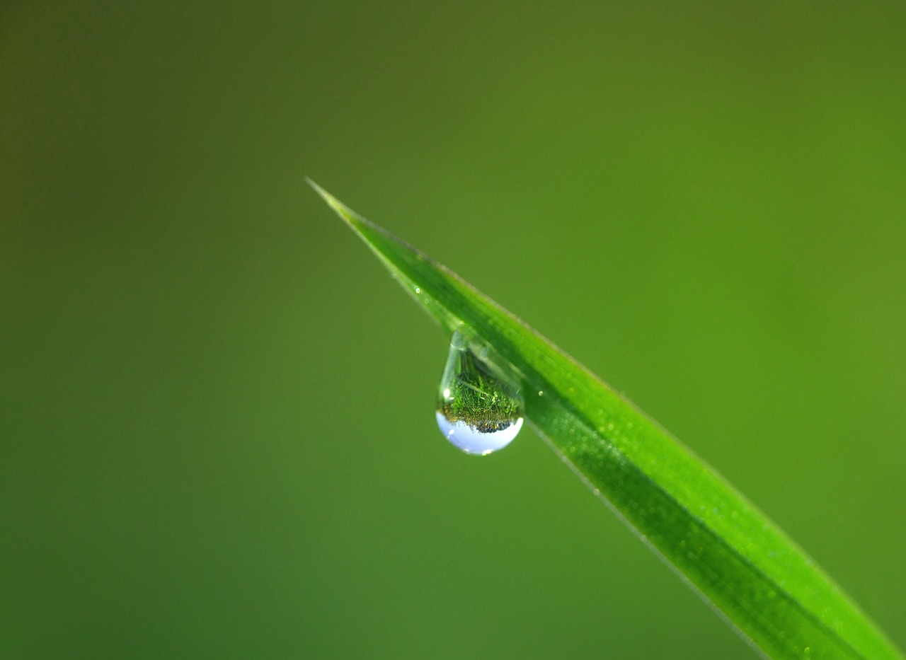 Image - drip drop of water grass