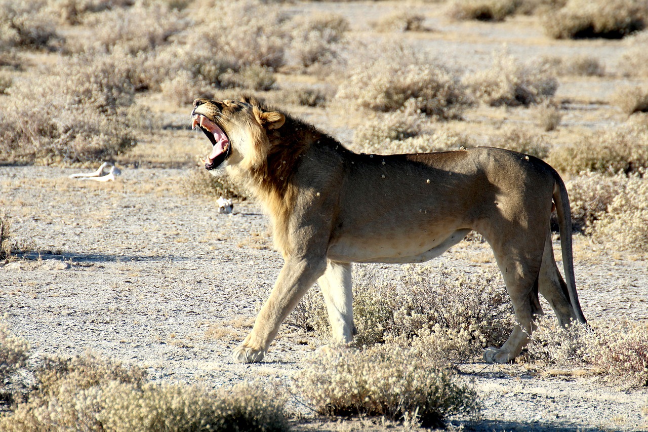 Image - lion namibia etosha national park