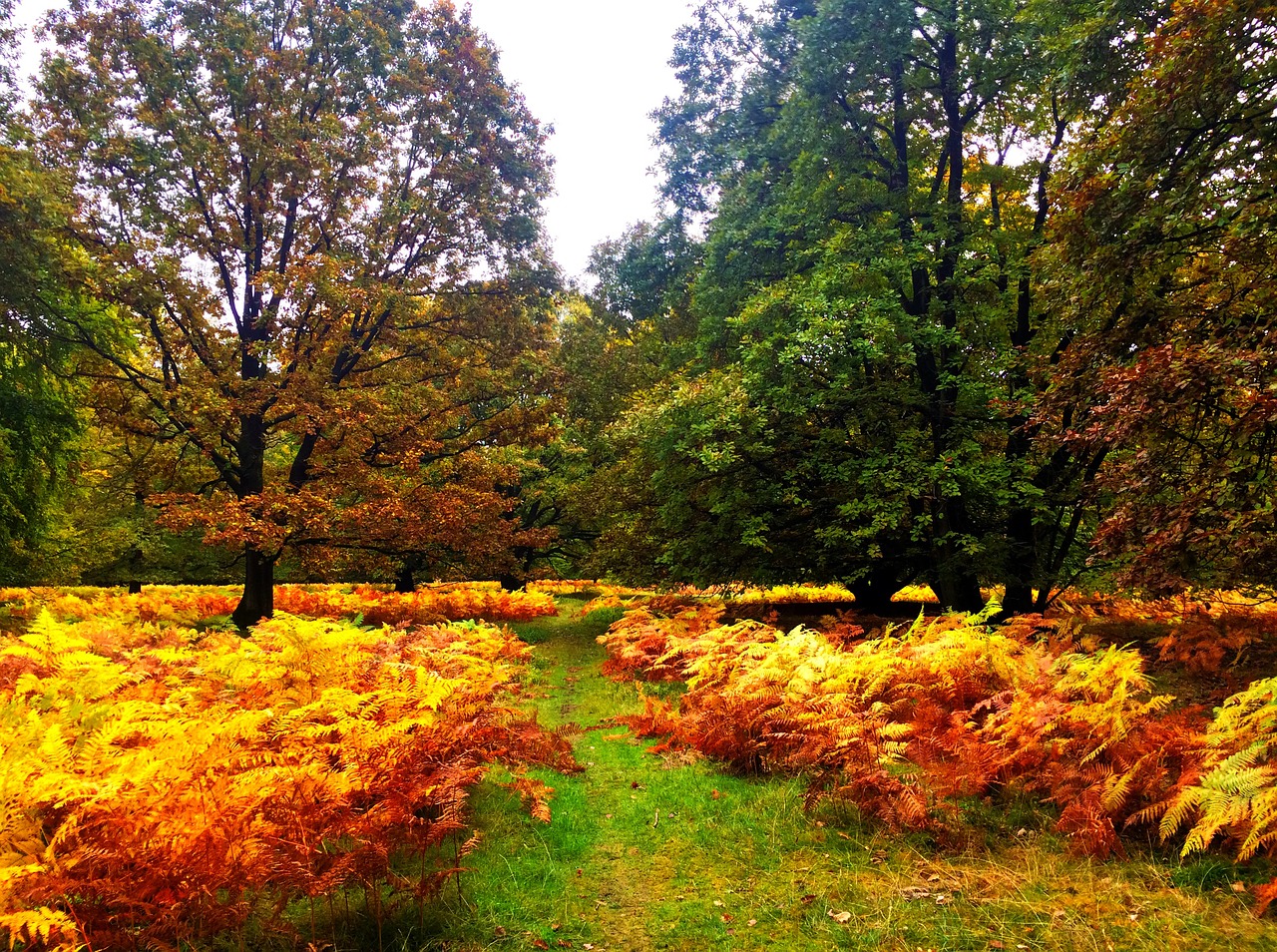 Image - lüneburg heath autumn time of year