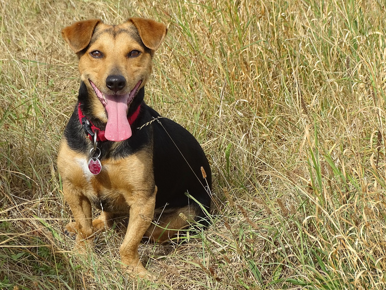 Image - dog pant fun hybrid male pet