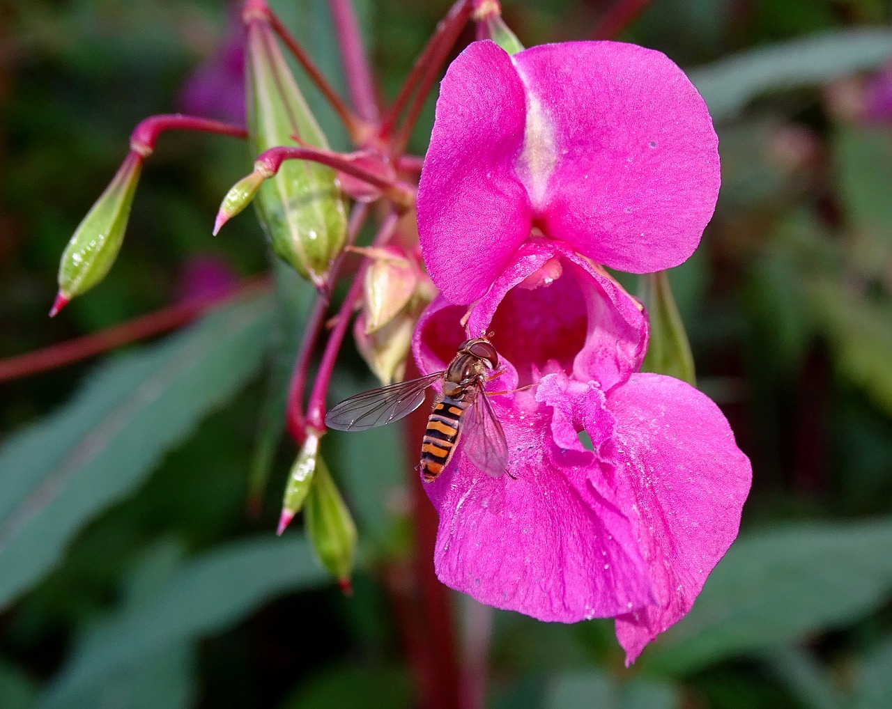 Image - balsam hover bee flower blossom