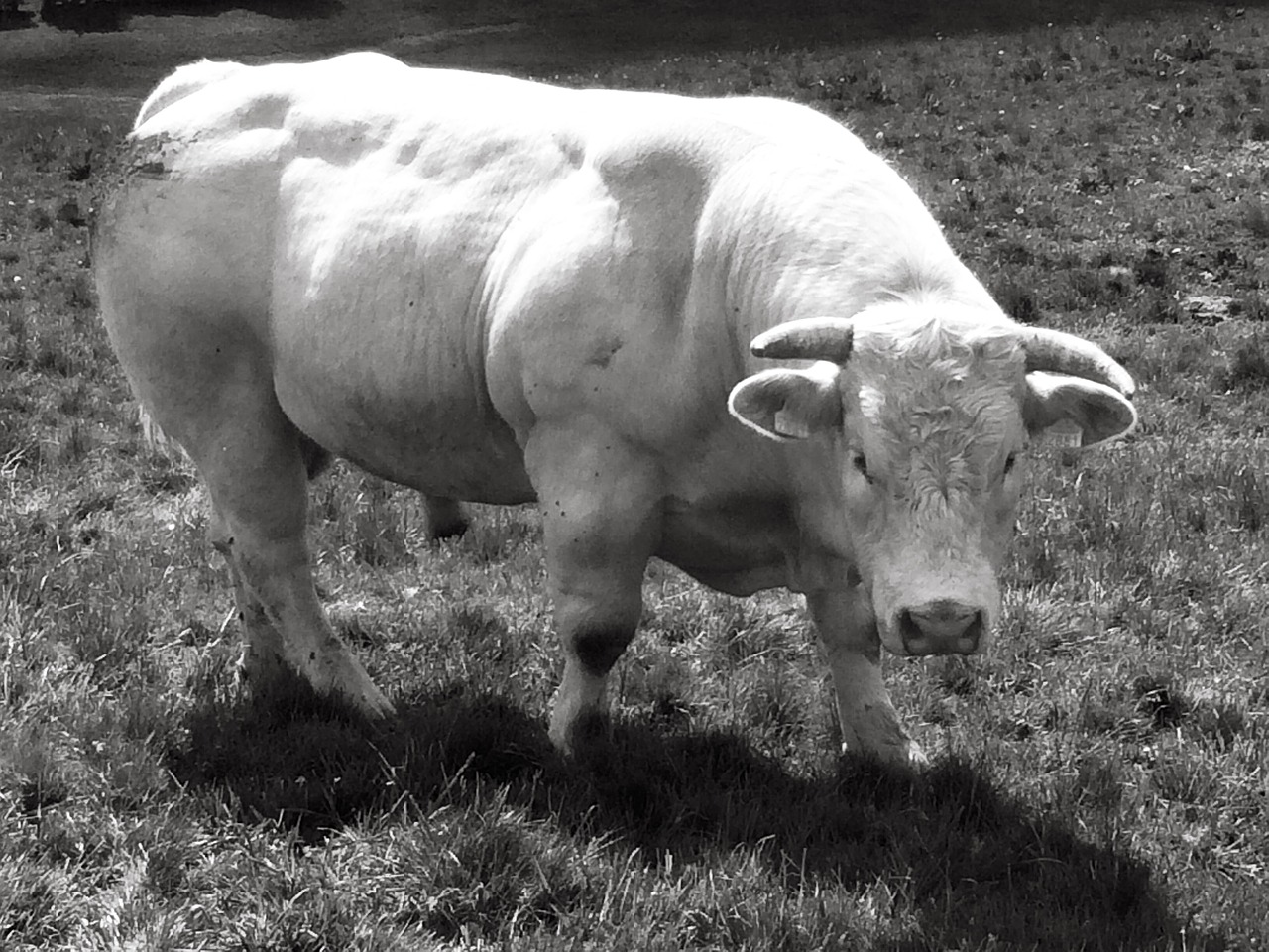 Image - france aubrac bull aubrac bull