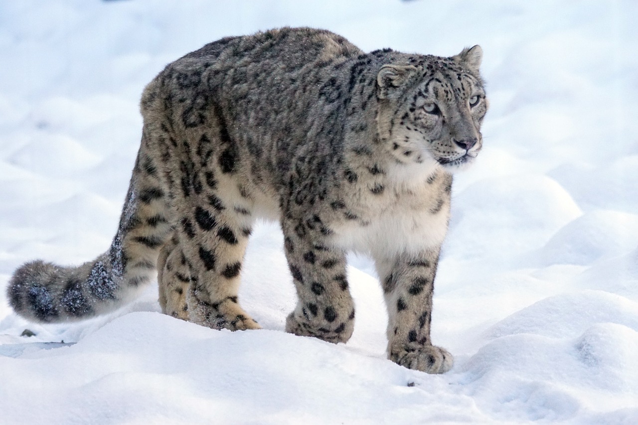 Image - snow leopard predator cat