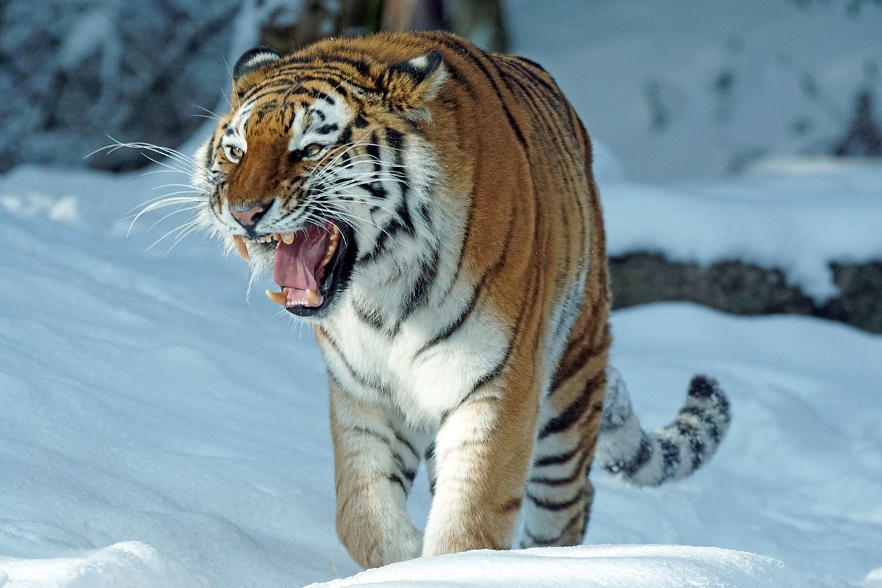 Image - tiger amurtiger predator cat