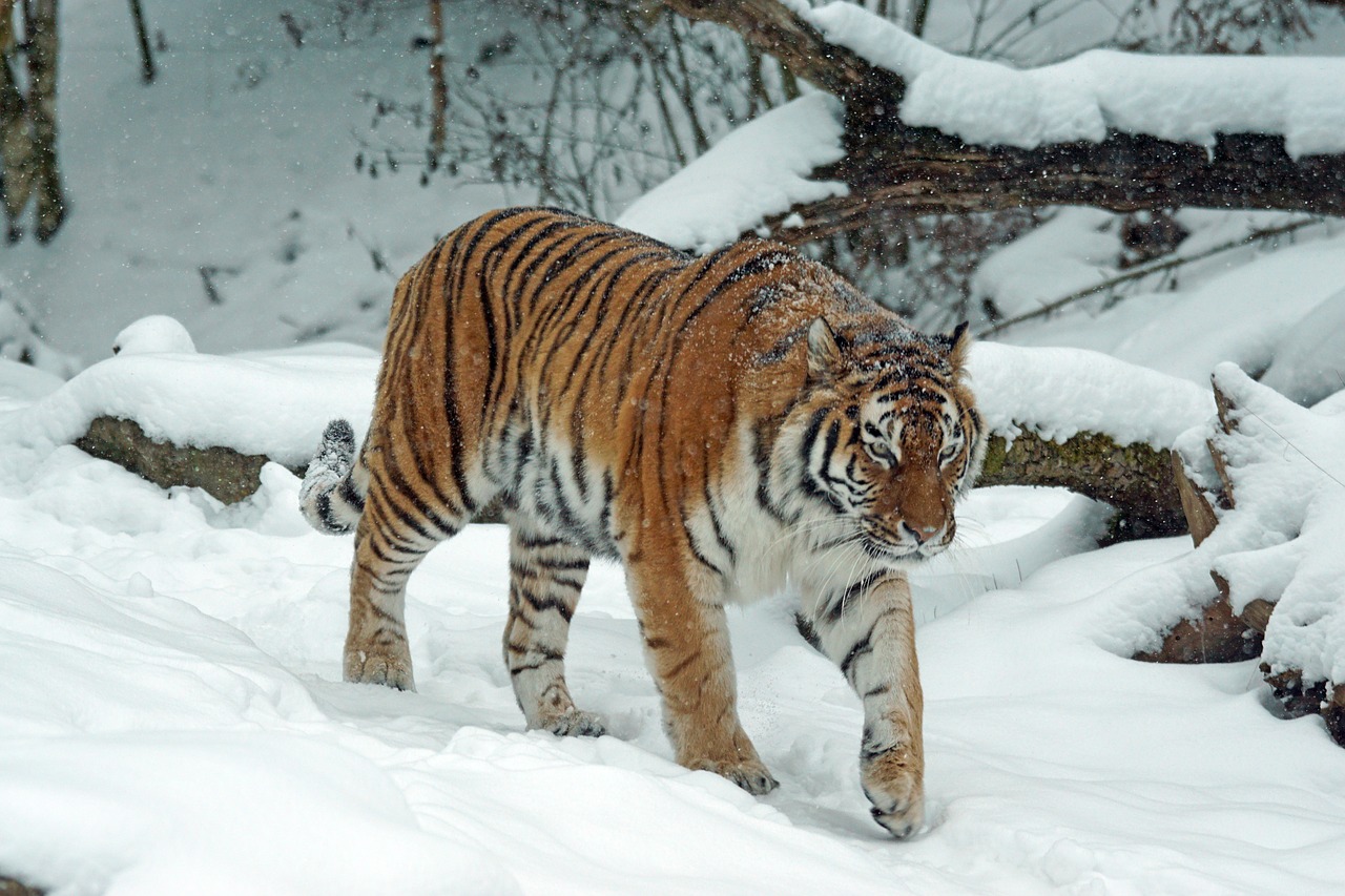 Image - tiger amurtiger predator cat