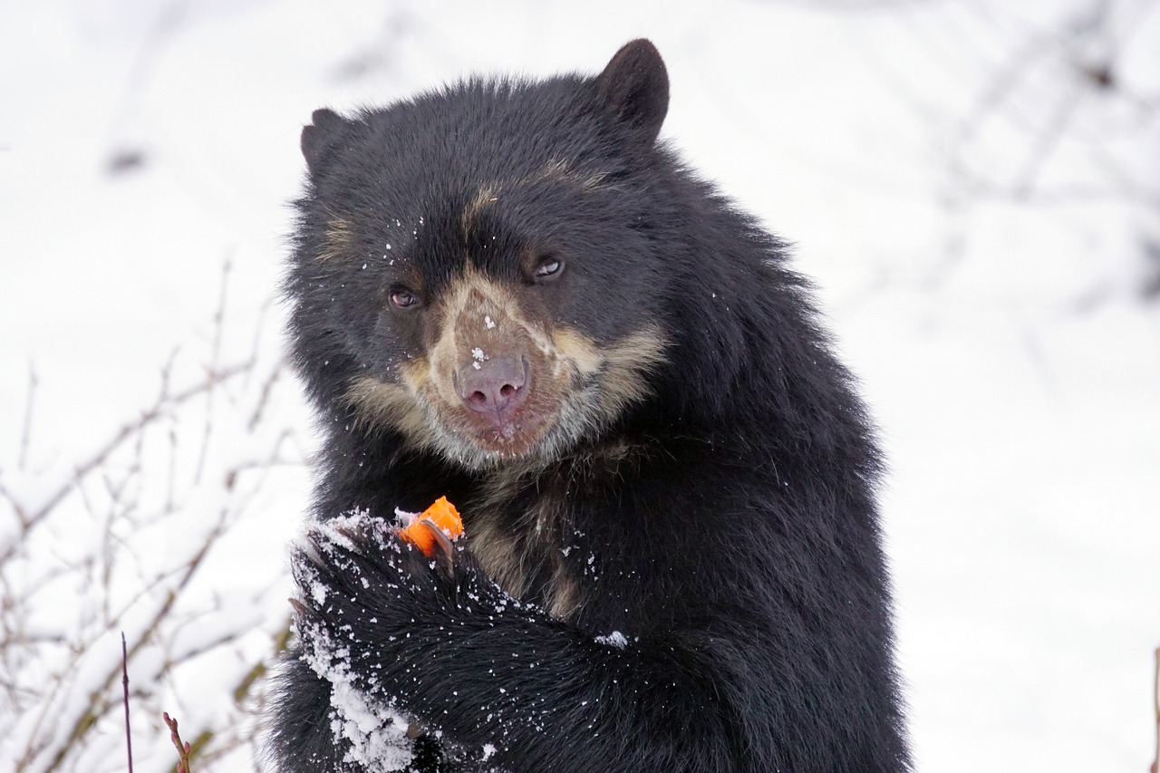 Image - spectacled bear predator food