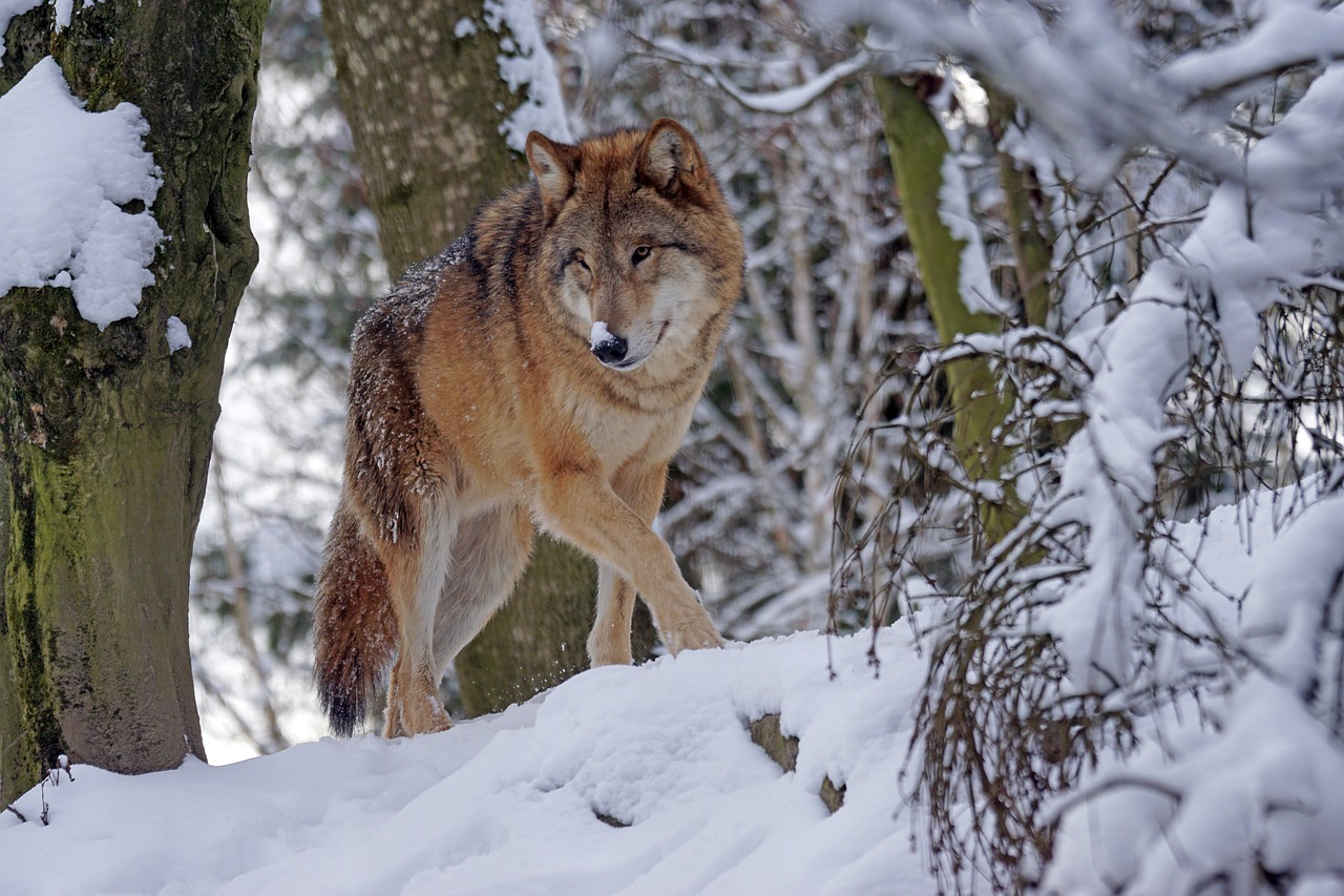 Image - wolf mongolian mongolian wolf
