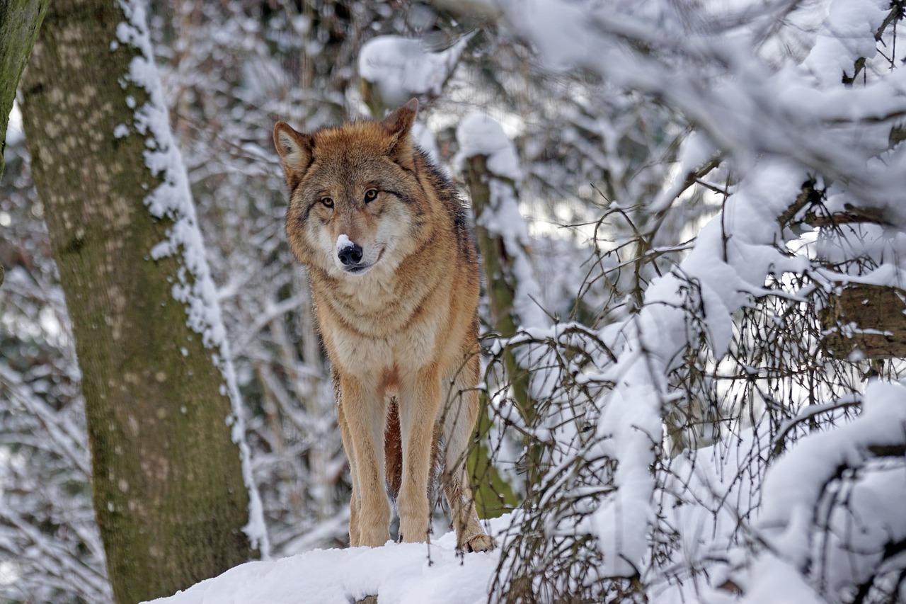 Image - wolf mongolian mongolian wolf