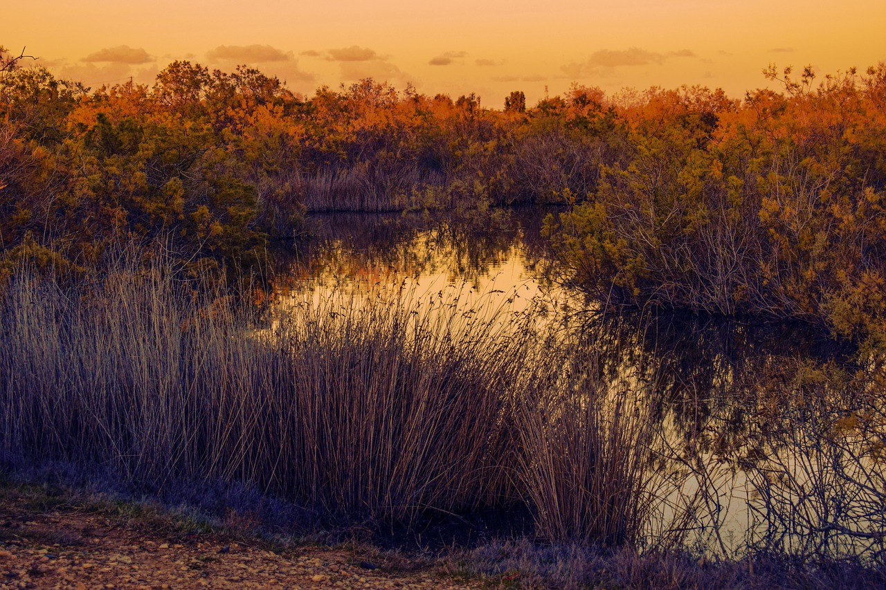Image - lake swamp nature environment