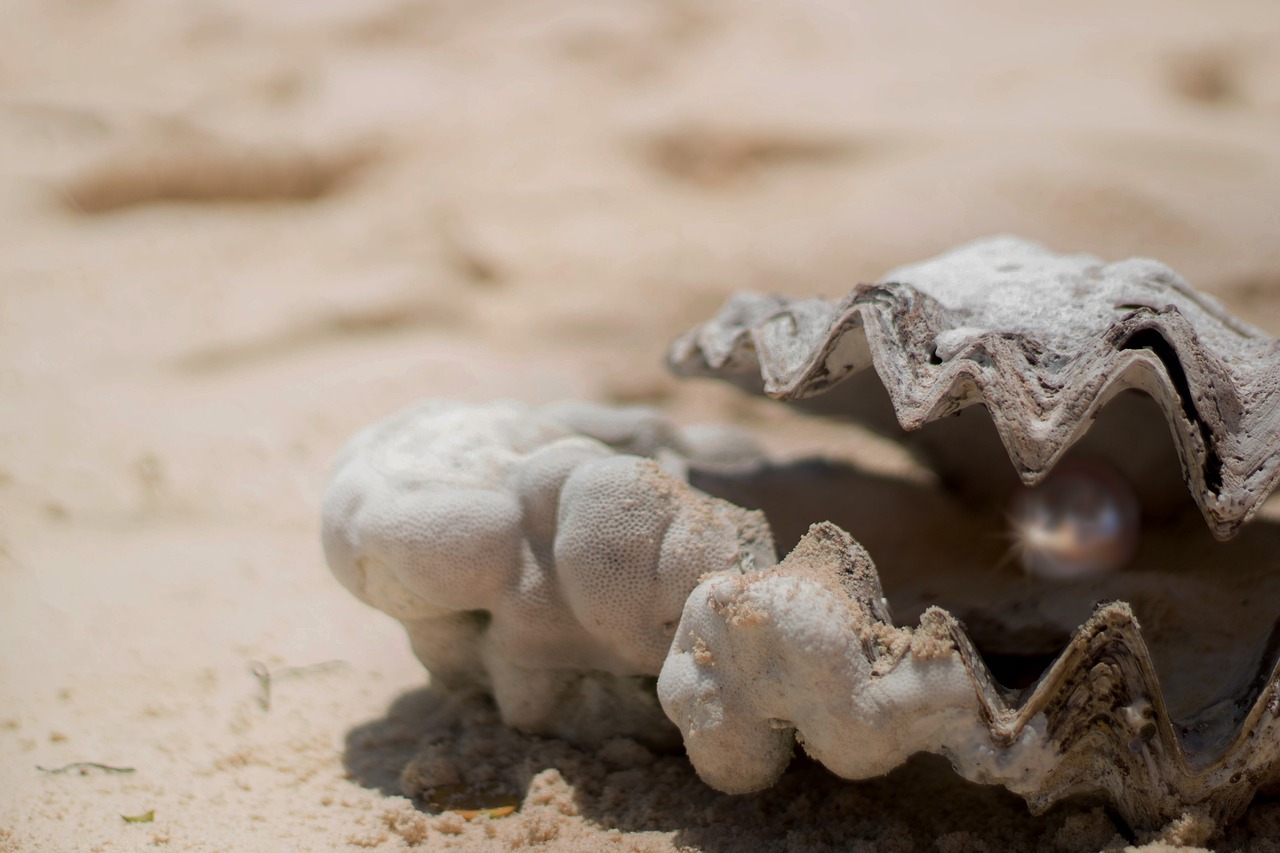 Image - shell pearl valuable light sand