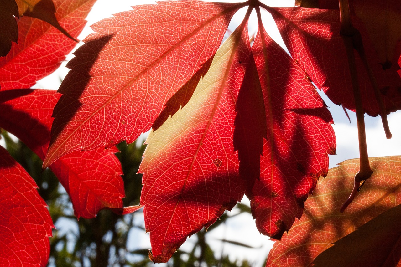 Image - autumn fall foliage golden autumn